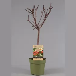 Persikai ir nektarinai internetu su pristatymu į namus