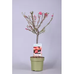 Persikai ir nektarinai internetu su pristatymu į namus