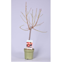 Nektarinas (nykštukinis) - Prunus persica nucipersica PATIOBOMEN NECTARINE