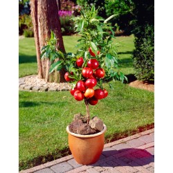 Persikai ir nektarinai internetu su pristatymu į namus