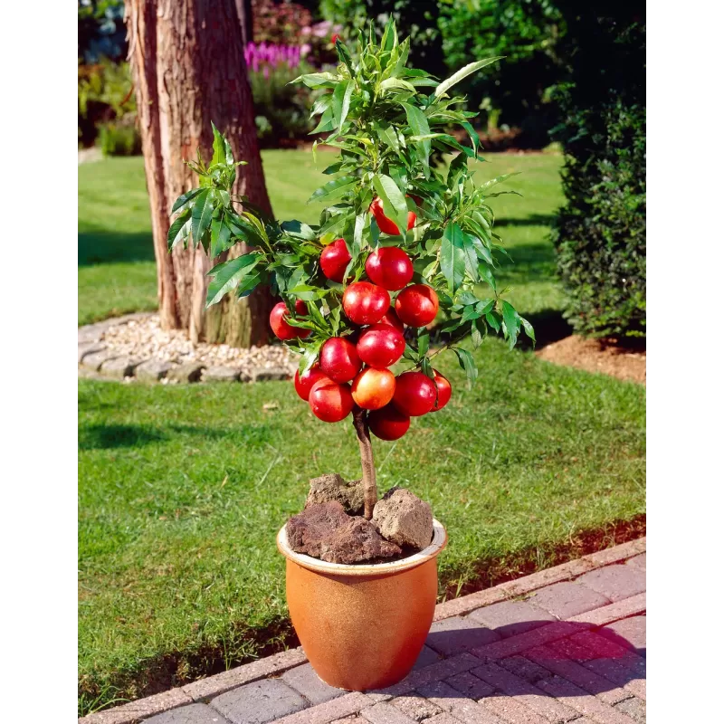 Nectarine - Prunus persica nucipersica PATIOBOMEN NECTARINE