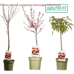 Persikai ir nektarinai internetu su pristatymu į namus