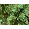 Juniperus pingii Loderii  MULTIBALL P25C7,5 50CM W45CM 5ST (PHOTO 2020-11-19)