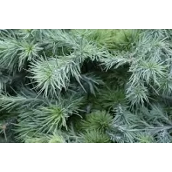 Garden plants/Trees/Flowers/ web-shop