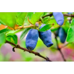 Kamčatkinis sausmedis - Lonicera kamtschatica ANNIKA