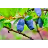 Kamčatkinis sausmedis - Lonicera kamtschatica ANNIKA