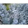 Eukaliptas - Eucalyptus gunnii
