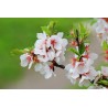 Pūkuotoji vyšnia - Prunus tomentosa