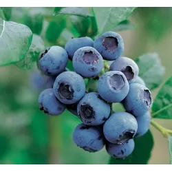 Aukštoji šilauogė (vid. vėlyvumo) - Vaccinium corymbosum GOLDTRAUBE