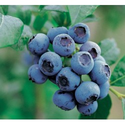 Highbush Blueberry - Vaccinium corymbosum GOLDTRAUBE