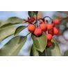 Žemuoginis arbutas - Arbutus unedo