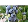 Šilauogė (vid. vėlyvumo) - Vaccinium angustifolium PUTTE