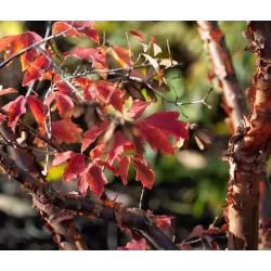 Acer griseum