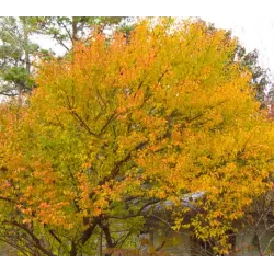 Acer griseum