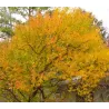 Pilkasis klevas - Acer griseum