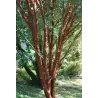 Pilkasis klevas - Acer griseum