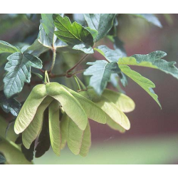Pilkasis klevas - Acer griseum