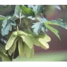 Acer griseum