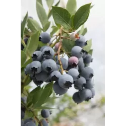 Šilauogė (vid. vėlyvumo) - Vaccinium angustifolium PUTTE