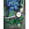 Blueberry - Vaccinium corymbosum PUTTE