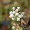 Blueberry - Vaccinium corymbosum PUTTE