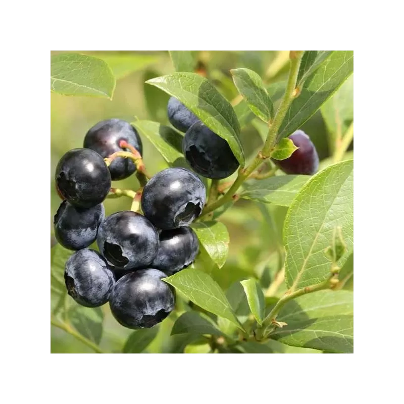 Blueberry - Vaccinium corymbosum PUTTE