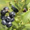 Blueberry - Vaccinium corymbosum PUTTE