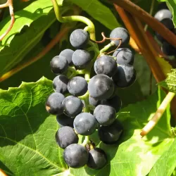 Gauruotasis vynmedis - Vitis labrusca ZILGA