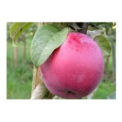 Užsisakyk augalus pavasariui jau dabar