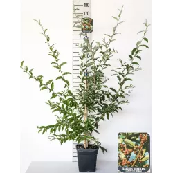 Skėtinis žilakrūmis (kultūrinis) - Elaeagnus umbellata POINTILLA  AMOROSO ®