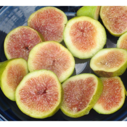 The fig - Ficus carica DESERT KING