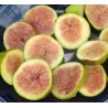 Figmedis - Ficus carica DESSERT KING