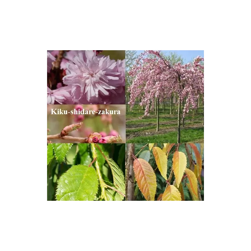 Sakura trees with home delivery