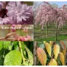 Sakura trees with home delivery
