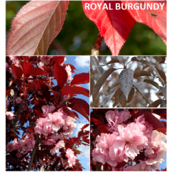 copy of Smailiadantė vyšnia (sakura pilnavidurė) - Prunus serrulata ROYAL BURGUNDY skiepyta X/1/0 C3R
