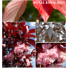 Smailiadantė vyšnia (sakura) - Prunus serrulata ROYAL BURGUNDY