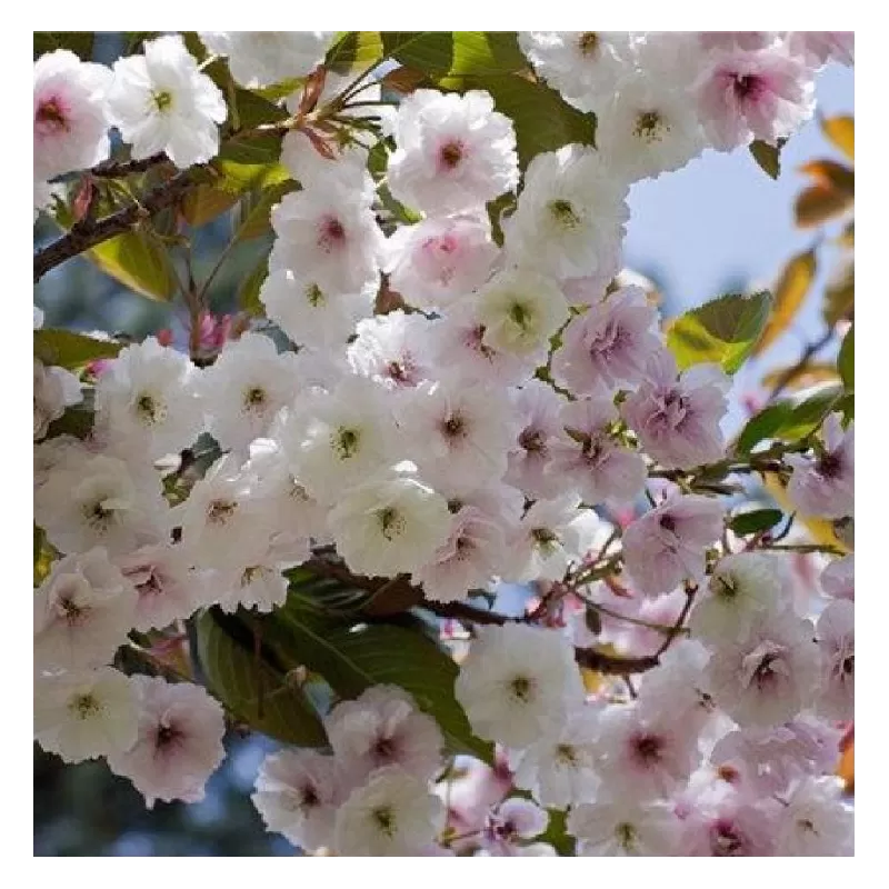 Sakura trees with home delivery