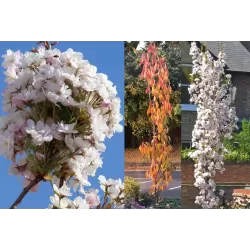 Sakura trees with home delivery