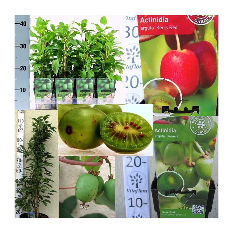 Smailialapių aktinidijų Geneva sodinukai su pristatymu į namus