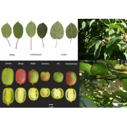 Smailialapių aktinidijų Geneva sodinukai su pristatymu į namus