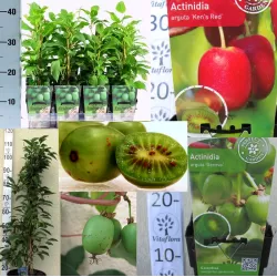 Smailialapė aktinidija Ananasnaya su pristatymu į namus