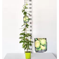 E-medelynas internete: vaismedžiai ir vaiskrūmiai