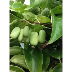Smailialapė aktinidija - Actinidia arguta JUMBO VERDE (MOT.)