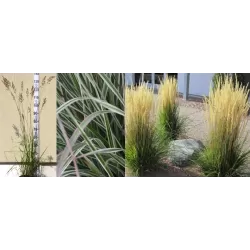 Miškinis lendrūnas Overdam - Calamagrostis acutiflora Overdam