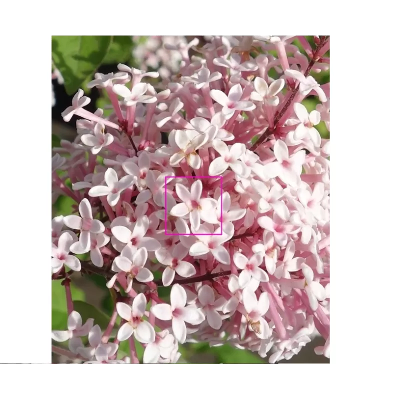 Smulkialapė alyva - Syringa microphylla ROSEA