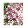 Smulkialapė alyva - Syringa microphylla ROSEA