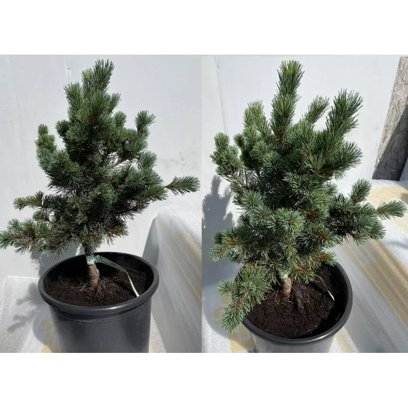 Smulkiažiedė pušis - Pinus parviflora NEGISHI