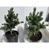 Smulkiažiedė pušis - Pinus parviflora NEGISHI