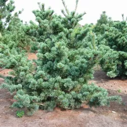 Smulkiažiedė pušis - Pinus parviflora NEGISHI