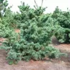 Smulkiažiedė pušis - Pinus parviflora NEGISHI